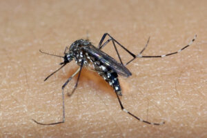 Camaquã segue combatendo o Aedes aegypti