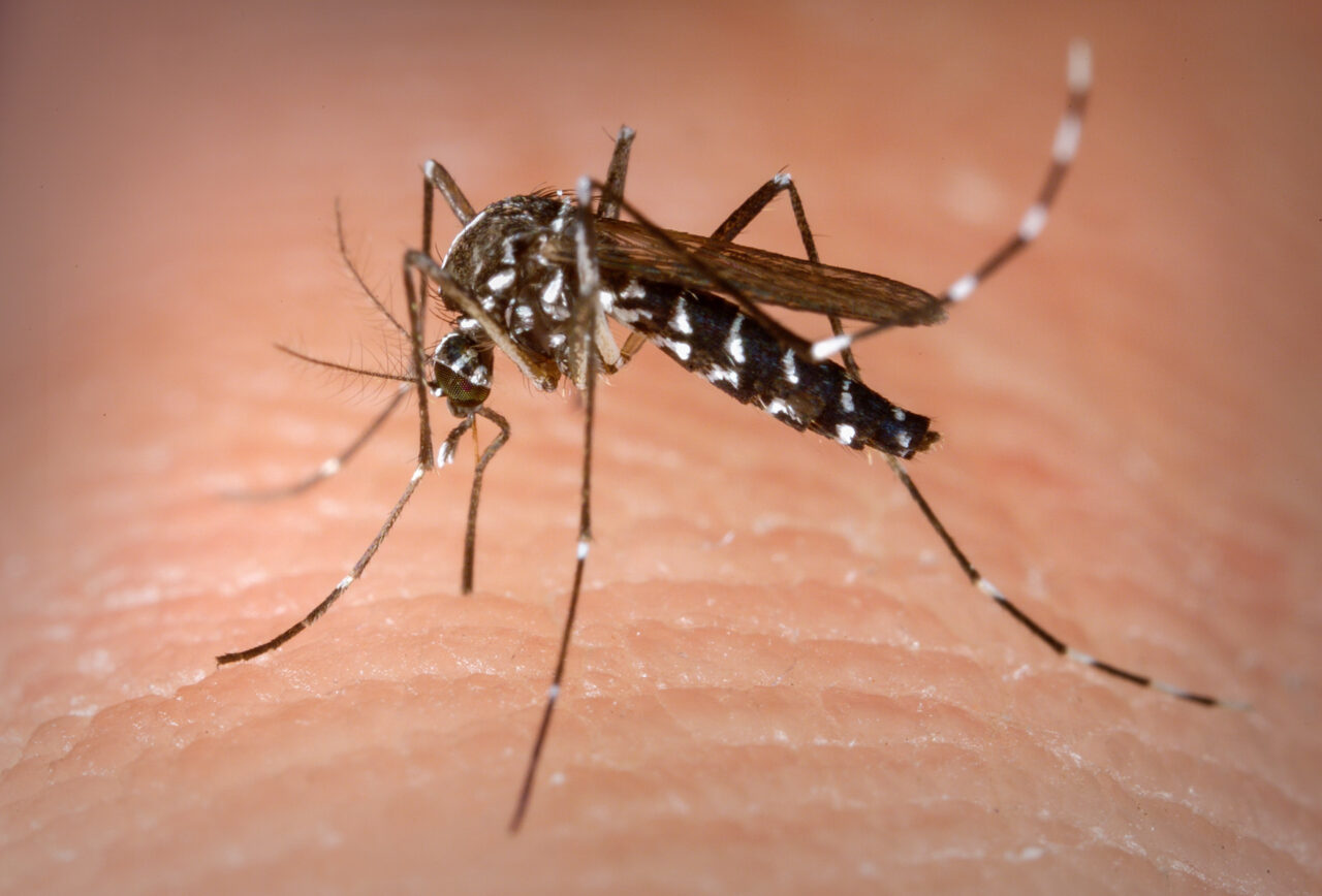 Alerta sobre agravamento da dengue é emitido pelo RS