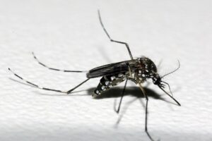 Avanço da dengue no RS preocupa autoridades