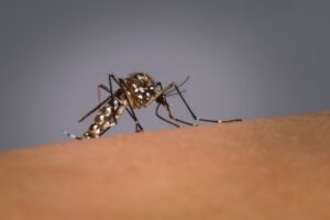Alerta é contra o Aedes aegypti é o mosquito transmissor da dengue, zika e chikungunya