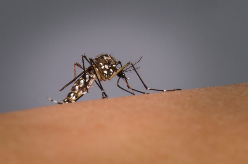 Alerta é contra o Aedes aegypti é o mosquito transmissor da dengue, zika e chikungunya