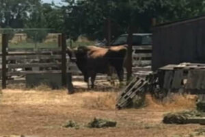 Agricultor é morto por touro em Santo Ângelo, na região das Missões