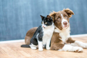 Projeto permite que tutores de pets deduzam despezas veterinárias do Imposto de Renda