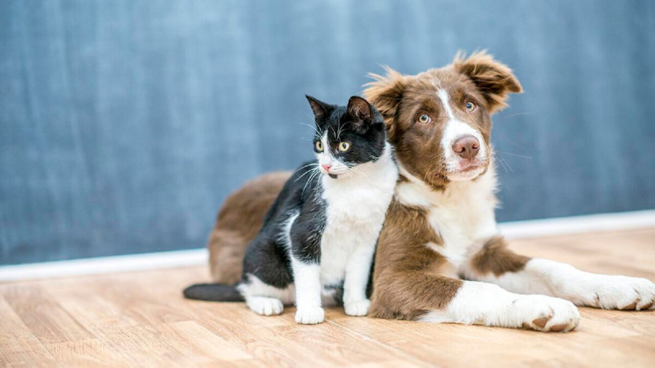 Projeto permite que tutores de pets deduzam despezas veterinárias do Imposto de Renda