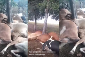 Raio mata oito vacas leiteiras no interior de SC