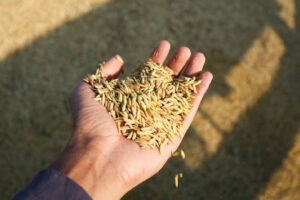 Região de Camaquã realiza colheita do arroz