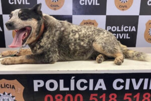 Agente canino se aposenta após 9 anos de serviços prestados à Polícia Civil do RS