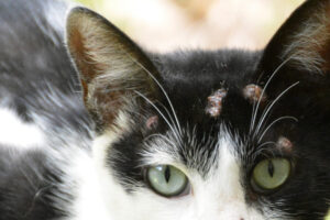 Esporotricose é comum em gatos e pode ser transmitida para humanos