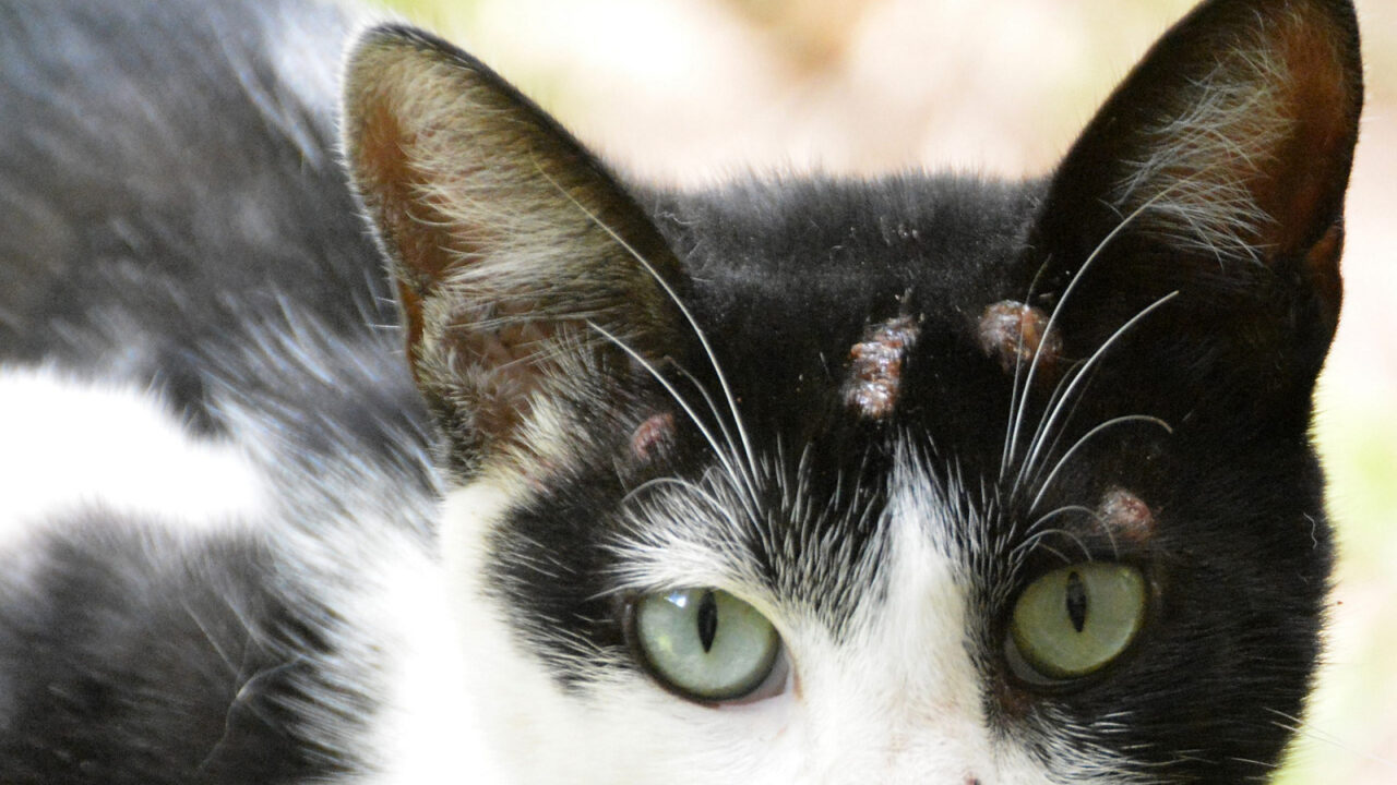 Esporotricose é comum em gatos e pode ser transmitida para humanos