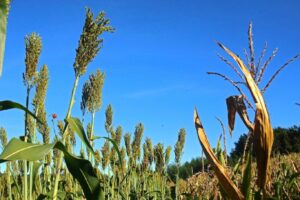 Governo do RS abre pedidos para programa Troca-Troca de sementes