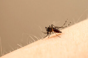 RS confirmou três novos óbitos por dengue