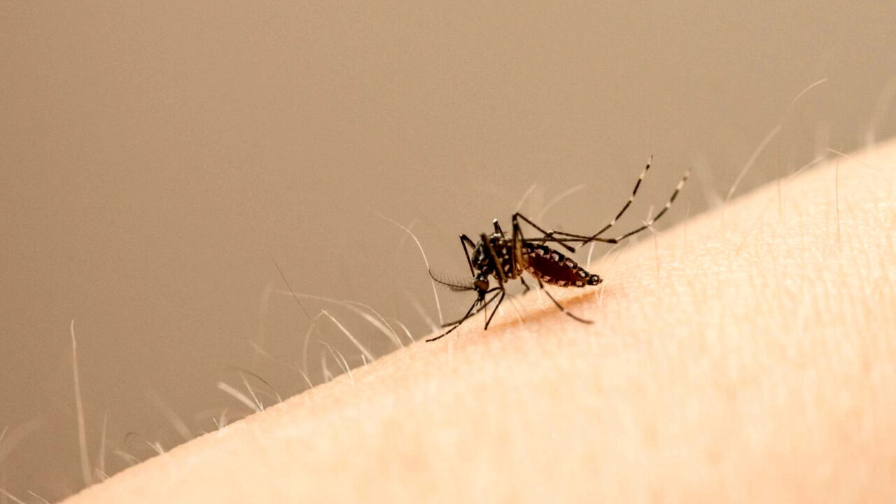 RS confirmou três novos óbitos por dengue
