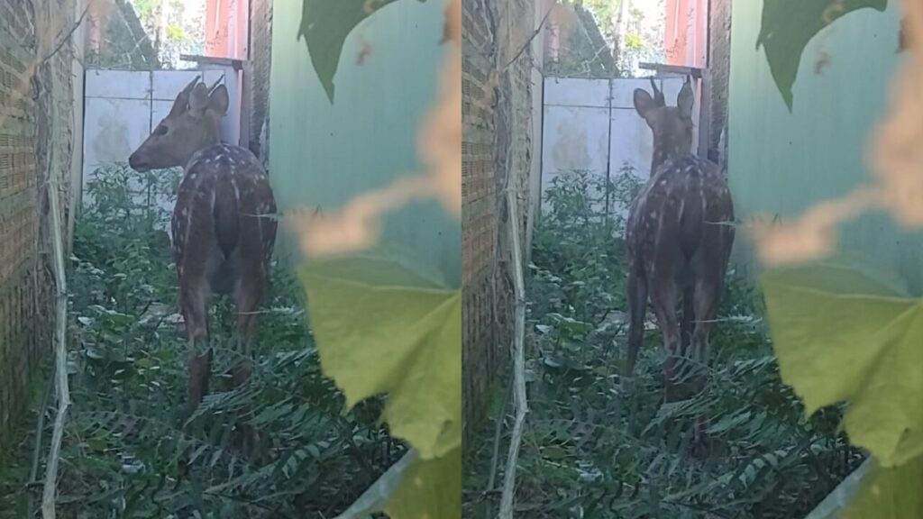 Cervo é resgatado no bairro São Pedro, em Camaquã