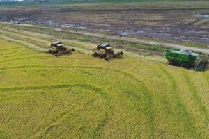 IRGA divulgou relatório de rotação entre soja e arroz