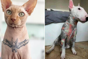 Projeto proíbe tatuagens e piercings em cães e gatos