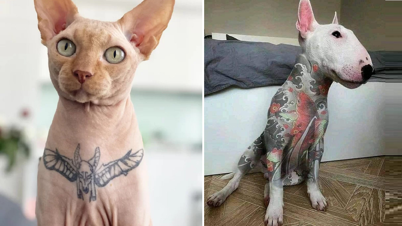 Projeto proíbe tatuagens e piercings em cães e gatos