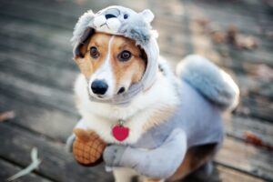 Saiba quais os cuidados necessário com seu cachorro no frio