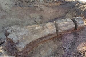 Tronco fossilizado com 200 milhões de anos é encontrado durante obra no Rio Grande do Sul