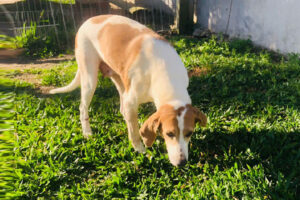 ARCA busca ajuda para operar cadela atropelada em Camaquã