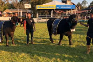 Búfalo de Camaquã leva principal título da raça Mediterrâneo na Expointer 2022