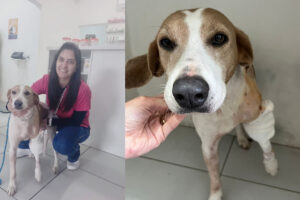 Cadela atropelada em Camaquã passa por cirurgia e ARCA pede ajuda para arcar com custos