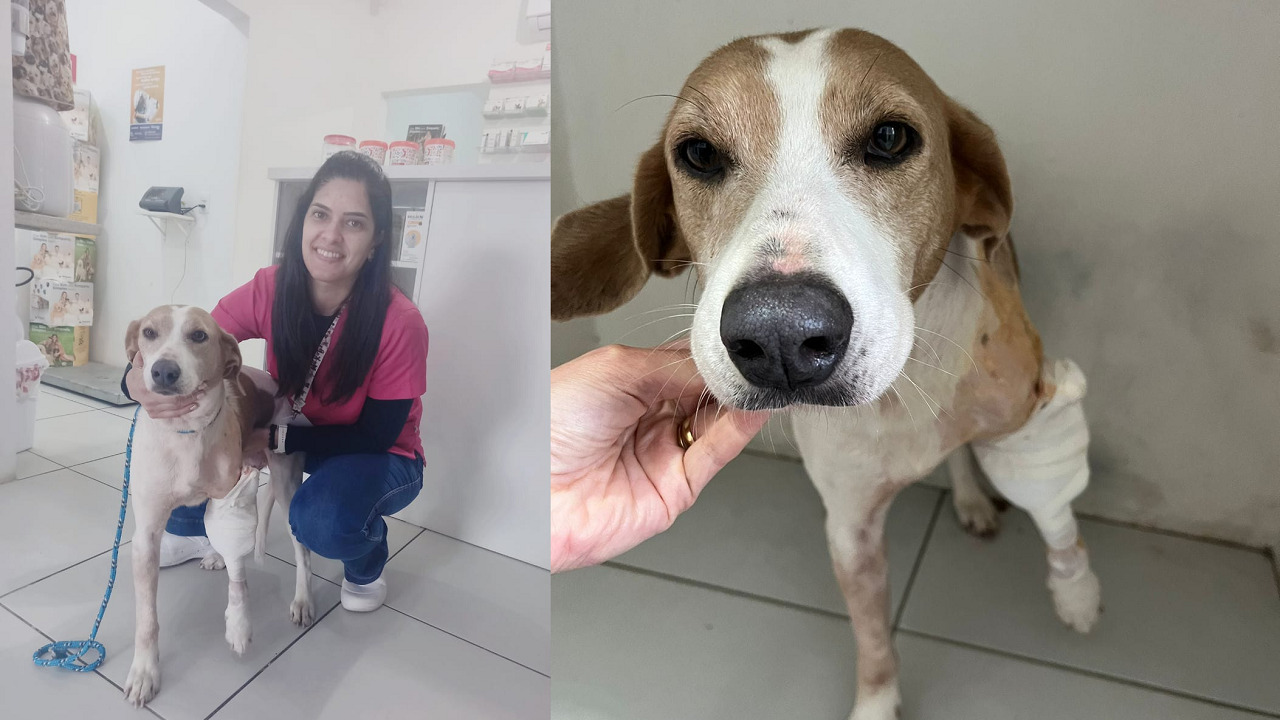 Cadela atropelada em Camaquã passa por cirurgia e ARCA pede ajuda para arcar com custos