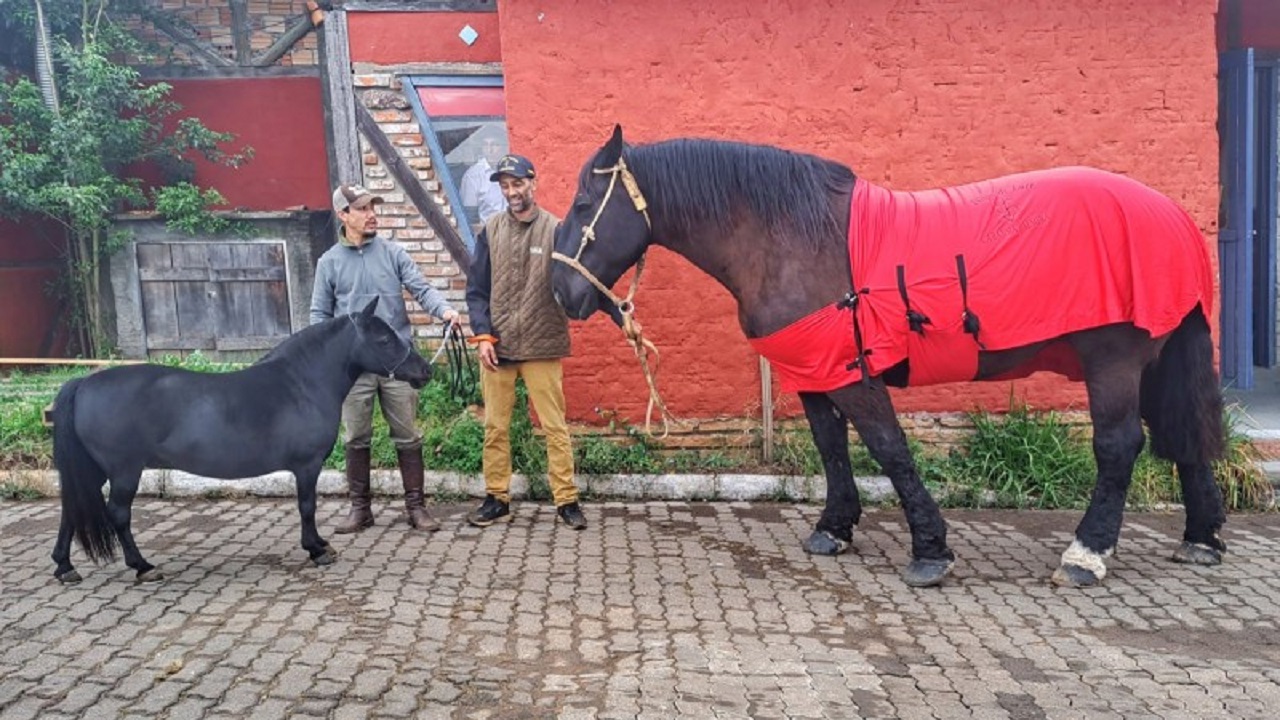 Pequenino Pônei e o gigante Percheron