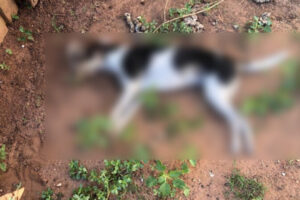 Polícia investiga envenenamento de animais no bairro Olaria, em Camaquã