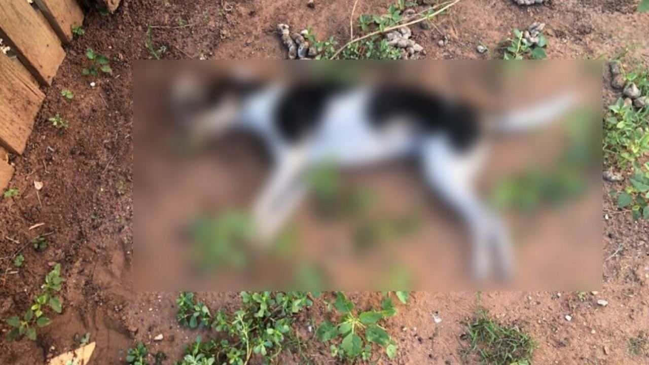 Polícia investiga envenenamento de animais no bairro Olaria, em Camaquã