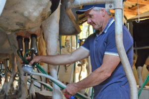 Produtores gaúchos relatam prejuízos e cadeia produtiva do leite está pedindo socorro