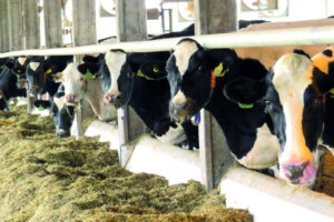 Produtores relatam prejuízo na produção do leite no Rio Grande do Sul