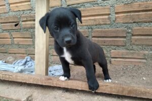 Camaquã recebe verba de programa Estadual para castração de cães e gatos