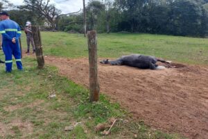 Moradores denunciam cavalo agonizando no bairro Gaúcho, em Camaquã (6)