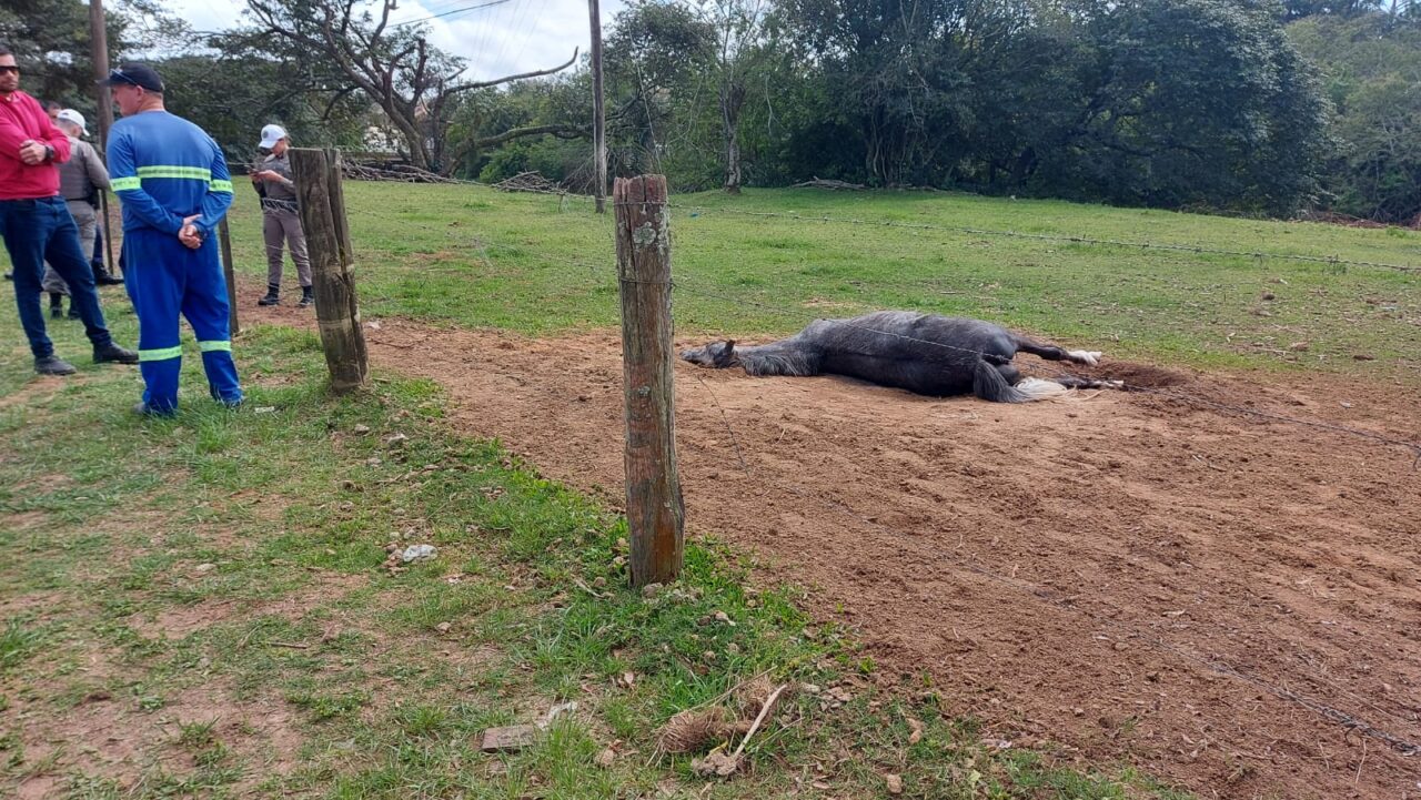 Moradores denunciam cavalo agonizando no bairro Gaúcho, em Camaquã (6)
