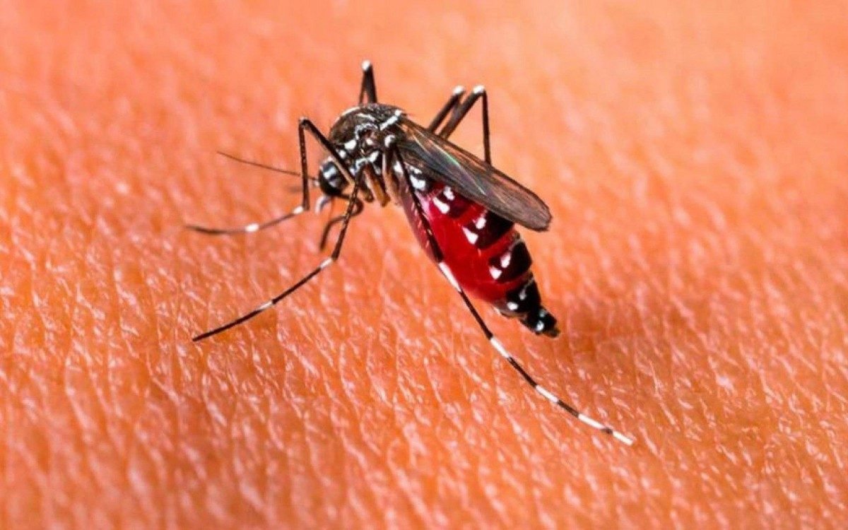 Secretaria da Saúde começa a implantar novas estratégias de controle do mosquito Aedes aegypti