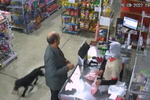 Câmeras flagram cachorro furtando saco de ração em mercado
