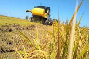 Rio Grande do Sul ultrapassa 57% da semeadura do arroz