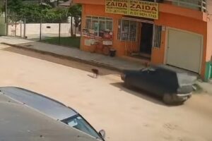 Homem atropela cachorro na Vila Nova e foge sem prestar socorro