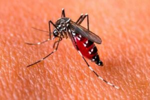Agentes de Controles às Endemias realizam nova ação contra o Aedes aegypti em Camaquã