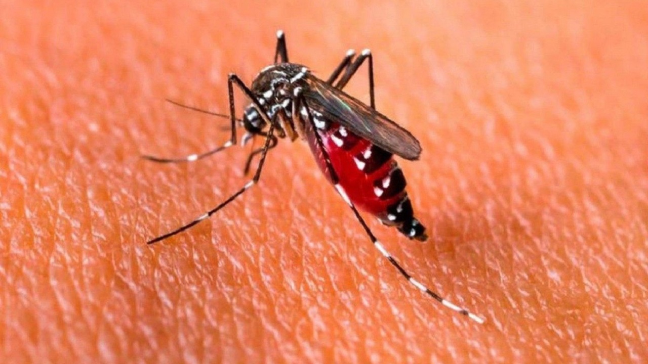 Agentes de Controles às Endemias realizam nova ação contra o Aedes aegypti em Camaquã