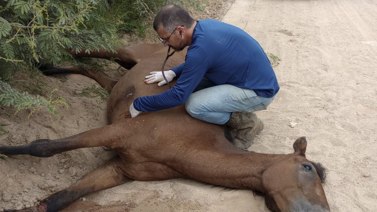 Cavalo é sacrificado após ficar ferido no interior de Camaquã - Foto: Arca