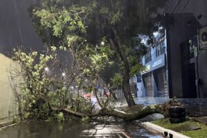 Árvore caída na Souza Reis em Porto Alegre (foto: GZH)