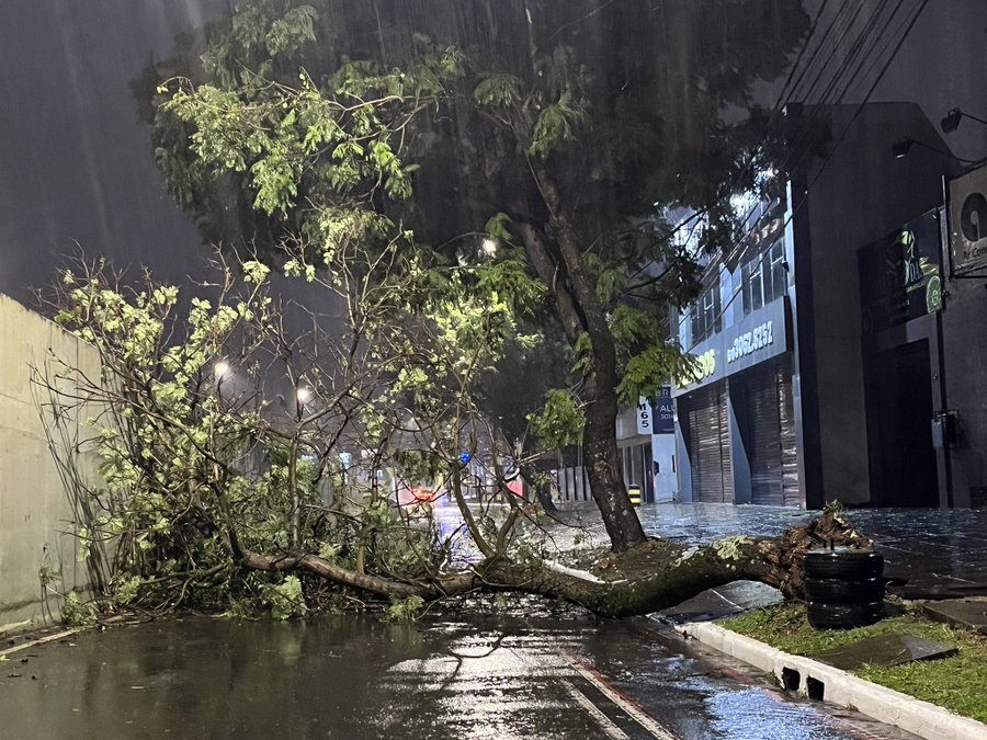 Árvore caída na Souza Reis em Porto Alegre (foto: GZH)