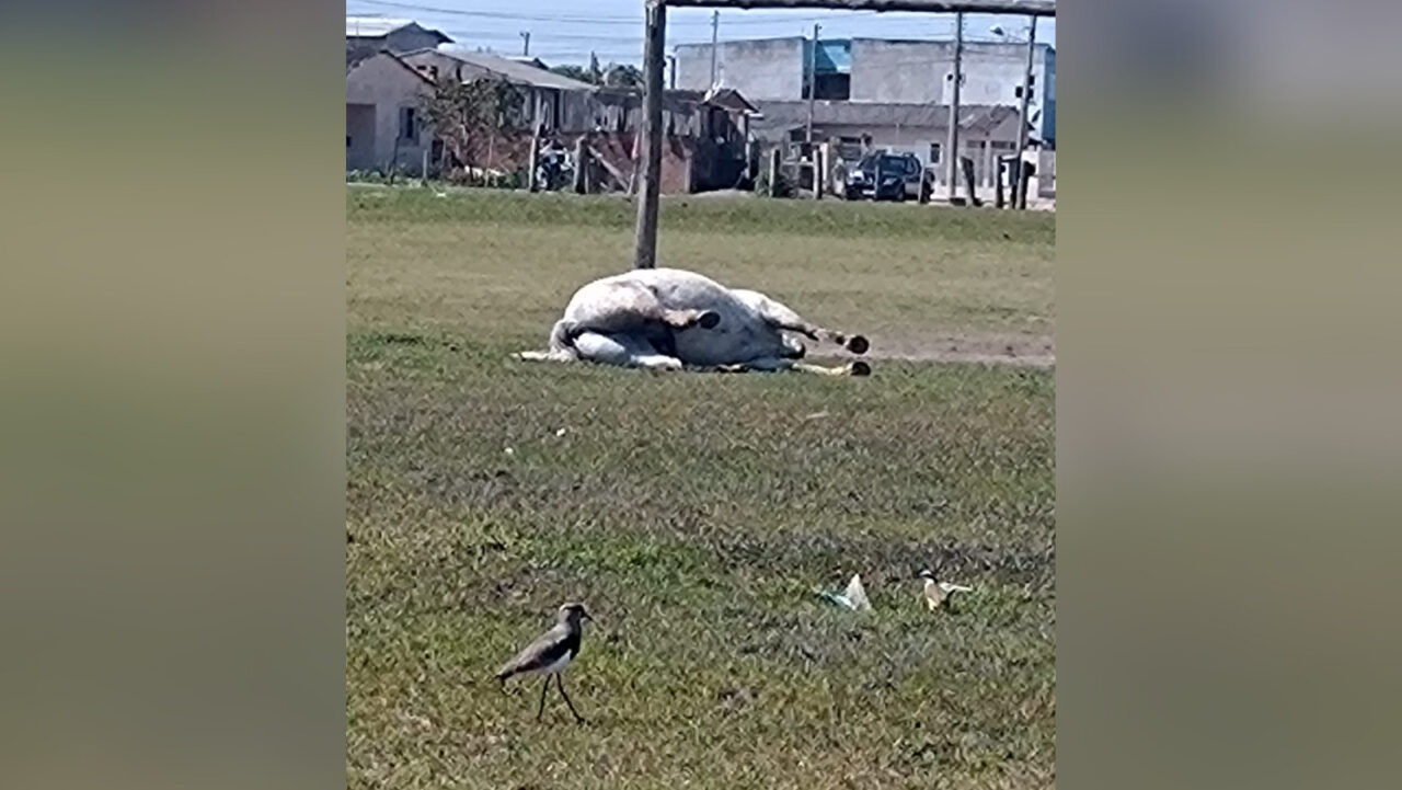 Cavalo morto em mata incomoda moradores da região Oeste de Franca