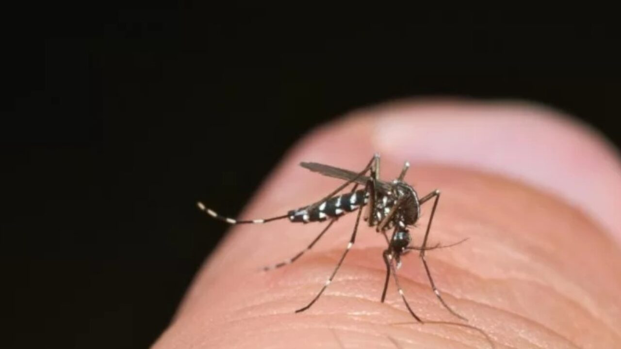 dengue